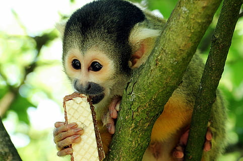 monkey, tree, eating, wafer, daytime, squirrel monkey, äffchen, exotic, primate, curious, cute, animal, creature, climb, mammal, nature, animal world, wildlife photography, brown, black, brown black, herr nilson, biscuit, eat, wildlife, forest, outdoors, one animal, hand, human hand, human body part, holding, focus on foreground, animal wildlife, food, vertebrate, close-up, day, people, food and drink, small, 2K, CC0, public domain, royalty free