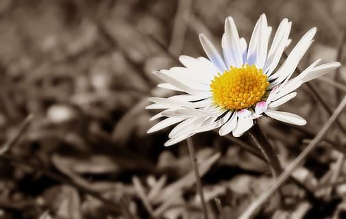 margarida comum branca, margarida, Prado, perto, Primavera, flores silvestres, prado flor, branco, flores, natureza, planta com flores, frescura, beleza na natureza, plantar, vulnerabilidade, fragilidade, fechar-se, cabeça de flor, crescimento, pétala, cor branca, inflorescência, Flor, amarelo, botânica, focar em primeiro plano, ninguém, pólen, ao ar livre, 1080P, CC0, domínio público, royalty free