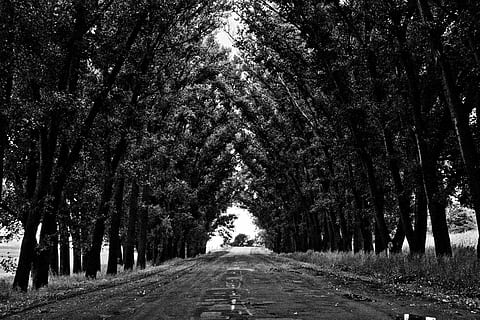 în tonuri de gri, cărare, înalt, cosiță, alb-negru, fotografie, intre, copaci, drum, copac, natură, peisaj, pădure, în aer liber, scenics, scenă non-urbană, rural, monocrom, diminuarea perspectivei, calea de urmat, plantă, direcţie, treelined, creştere, nici o persoana, punct de disparitie, frumusețe în natură, teren, liniște, transport, trunchi de copac, trompă, scenice - natura, copac copac, lung, 4K, CC0, domeniu public, fără drepturi de autor