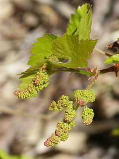 vin, udbrud, spire, forår, knop, vingård, natur, plante, blad, tæt på, grøn farve, afdeling, vækst, plante del, fokus på forgrunden, skønhed i naturen, dag, ingen mennesker, friskhed, udendørs, mad og drikke, mad, selektiv fokusering, blomst, træ, botanik, sårbarhed, 4K, CC0, offentligt domæne, royaltyfrie