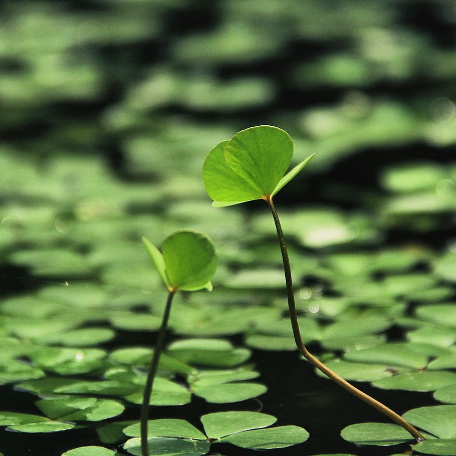 superficial, focalizare fotografie, plante, apă, zi, verde, leafed, nufăr, frunze, Crin, tijă, lac, parte a plantelor, plantă, creştere, Culoarea verde, frumusețe în natură, natură, a închide, să se concentreze asupra primelor elemente, nici o persoana, plante stem, vulnerabilitate, fragilitate, în aer liber, prospeţime, trifoi, începuturi, liniște, mic, lotus de apă crin, 2K