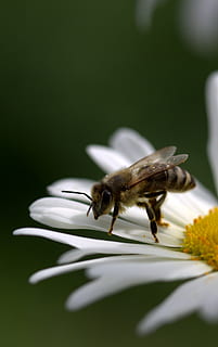 bi, daisy, pollen, arbejde, Insecta, natur, blomst, hvid, insekt, makro, bestøvning, tæt på, dyr, honning, dyre temaer, hvirvelløse, dyreliv, blomstrende plante, et dyr, dyr i naturen, sårbarhed, skrøbelighed, plante, skønhed i naturen, kronblad, blomsterhoved, ingen mennesker, vækst, friskhed, udendørs, 2K, CC0, offentligt domæne, royaltyfrie