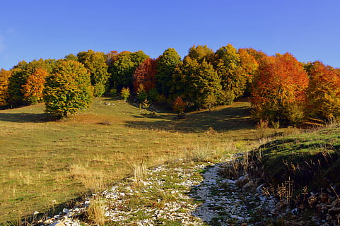udflugt, træer, efterår, sti, bjerg, den europæiske vej, e5, Lessinia, Italien, træ, plante, natur, skønhed i naturen, vand, himmel, ingen mennesker, ro, scenics - natur, landskab, miljø, jord, Skov, rolig scene, udendørs, græs, dag, skyfri himmel, strøm - rindende vand, lave om, fyrretræ, nåletræ, halvtørre, efterårssamling, 5K, CC0, offentligt domæne, royaltyfrie