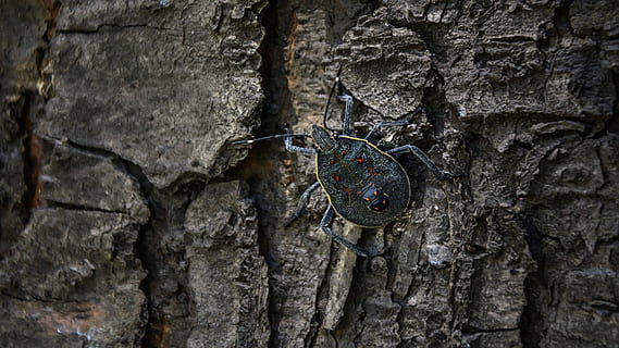 gray, brown, bug, tree bark, insect pests, nausea, hate, insect, trees, wood, background, no people, textured, day, close-up, tree trunk, trunk, rough, outdoors, pattern, tree, wall - building feature, focus on foreground, metal, wood - material, architecture, old, nature, built structure, craft, weathered, 2K, CC0, public domain, royalty free