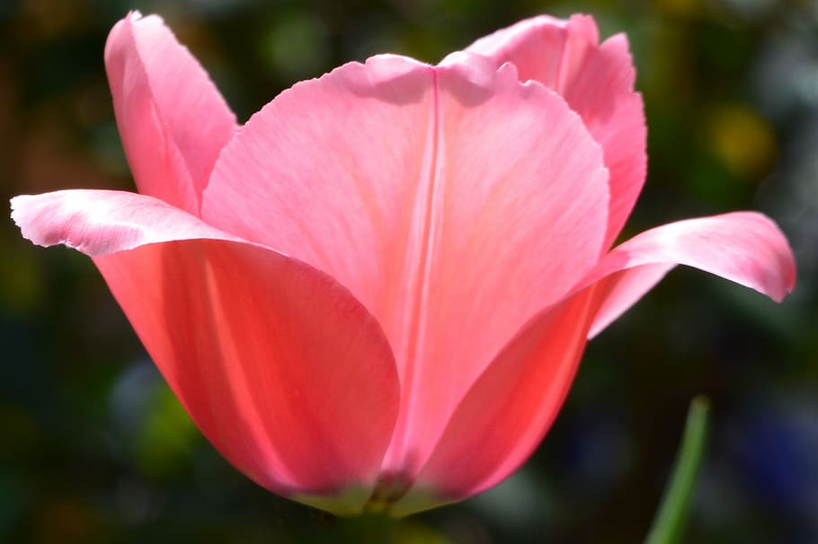 tulipa, rosa, obert, flor, color rosa, pètal, naturalesa, a l'aire lliure, cap de flor, planta amb flors, vulnerabilitat, planta, fragilitat, primer pla, bellesa a la natura, frescor, inflorescència, creixement, centrar-se en primer pla, dia, cap gent, botànica, enfocament suau, 2K