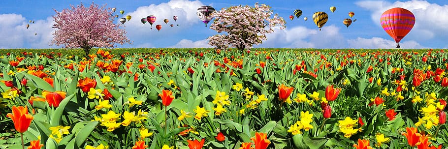 vermell, flor de tulipa, groc, camp de flors de narcís, naturalesa, primavera, volar, globus, flors, tulipes, narcisos, flor, despertar de primavera, signes de la primavera, Viatge amb globus aerostàtic, flor d'ametlla, cirera ornamental, prat, dent de lleó, cel, llit de flors, aventura, experiència, festa, sentiments, frühlingsanfang, banner, panorama, capçalera, flors de primavera, targeta de felicitació, florir, estiu, a l'aire lliure, multicolor, camp, planta, blau, bellesa a la natura, planta amb flors, paisatge, creixement, frescor, terra, volant, dia, escena rural, núvol - cel, medi ambient, a l'aire, activitat d'oci, llibertat, cap de flor, 5K