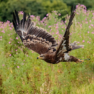 fotografi elang, stepa elang, burung rajawali, stepa, alam, burung, mangsa, margasatwa, pemburu, raptor, predator, elang, sayap, bulu, burung pemangsa, hewan, binatang di alam liar, elang - burung, berburu binatang, karnivor, paruh, di luar rumah, satwa liar hewan, tema binatang, penerbangan, merentangkan sayap, bertulang belakang, satu binatang, tidak ada orang, menanam, keindahan di alam, fokus pada latar depan, hari, bidang, tanah, sayap binatang, di udara, 2K, CC0, domain publik, bebas royalti