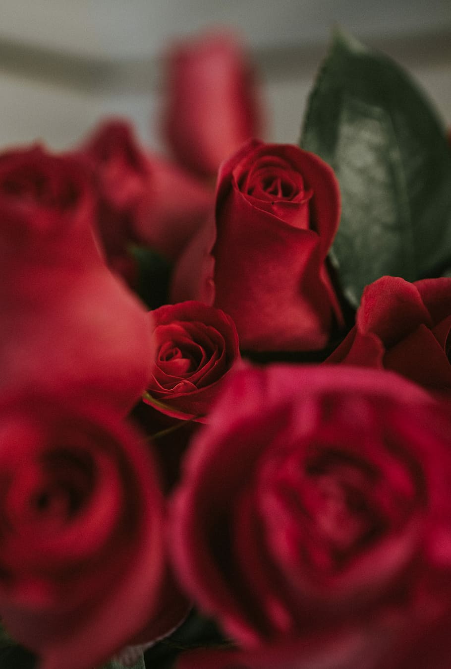 primer pla, fotografia, vermell, roses, rosa, poc profund, tret de focus, flor, brot, florir, planta, naturalesa, detall, macro, romanç, suau, fosc, El poder de la flor, salvapantalles, fons de pantalla, profunditat, dia de la mare, rosa rosa, flor de roses, pètal, bellesa a la natura, planta amb flors, cap de flor, vulnerabilitat, fragilitat, frescor, a l'interior, inflorescència, cap gent, enfocament selectiu, color rosa, arranjament floral, bouquet, luxe, dia de Sant Valentí: vacances, 5K