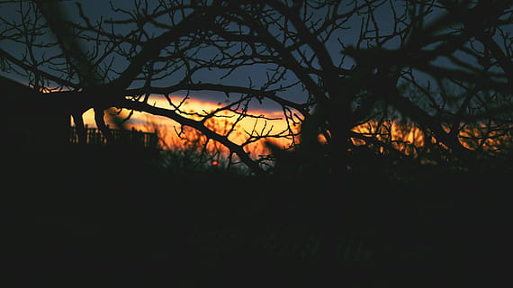 fusta, alba, paisatge, naturalesa, retroil·luminat, branca, núvols, fosc, vespre, misteriós, tarda, hora daurada, fotografia de natura, a l'aire lliure, silueta, cel, arbres, arbre, planta, arbre nu, cap gent, tranquil·litat, bellesa a la natura, bosc, posta de sol, escenics - natura, escena tranquil·la, color taronja, nit, terra, escena no urbana, 5K, CC0, domini públic, lliure de regalies