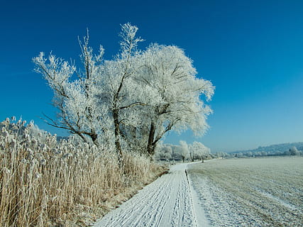 inverno, la neve, bianca, albero, alberi, modo, natura, naturale, all'aperto, campo, paesaggio, valle, luce, brina, pianta, blu, cielo, temperatura fredda, la strada davanti, bellezza nella natura, scena tranquilla, nessuno, terra, scenics - natura, direzione, ambiente, strada, la tranquillità, prospettiva decrescente, 2K, CC0, dominio pubblico, privo di copyright