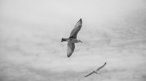 blanc, negre, ocell, alça, alt, fotografia en escala de grisos, dos, vol, ocells, cel, volar, volant, fred, animal, núvol, skye, fauna animal, ales separades, temes d'animals, vertebrats, animals a la natura, un animal, a l'aire, naturalesa, cap gent, a l'aire lliure, dia, rapinyaire, vista d’angle baix, moviment, gavina, núvol - cel, falcó - ocell, 5K, CC0, domini públic, lliure de regalies