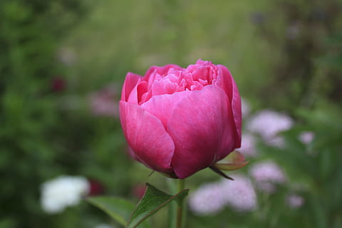 planta, primavera, brote, Rosa, rosa perfumada, jardín, flor, naturaleza, pétalo, belleza en la naturaleza, fragilidad, crecimiento, planta floreciendo, vulnerabilidad, frescura, de cerca, color rosa, centrarse en primer plano, cabeza de flor, inflorescencia, nadie, día, tulipán, al aire libre, blandura, sépalo, 4K, CC0, dominio público, libre de derechos
