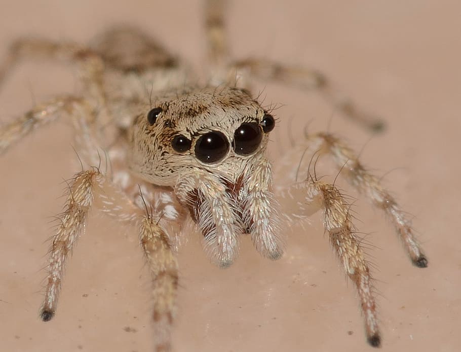 Natur, Insekten, Spinne, Raubtier, Makro, Tierthemen, Tier, Tierwelt, Tiere in freier Wildbahn, ein Tier, Insekt, Spinnentier, springende Spinne, wirbellos, Gliederfüßer, Nahansicht, Zoologie, keine Leute, Fokus auf den Vordergrund, Tag, Tierkörperteil, Tierauge, Auge, 1080P