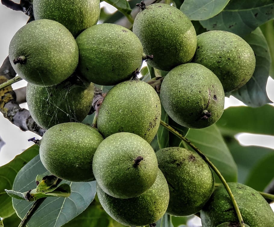 Walnussbaum, Walnüsse, Ernte, Nussbaum, Nüsse, Obst, Essen und Trinken, Lebensmittel, grüne Farbe, gesundes Essen, Frische, Wohlbefinden, Nahansicht, keine Leute, Blatt, Pflanzenteil, Wachstum, Tag, Fokus auf den Vordergrund, Pflanze, draußen, unreif, Baum, Natur, organisch, reif, 1080P