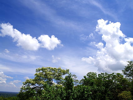 Natura, niebo, chmury, drzewa, jasny, światło dzienne, środowisko, na dworze, sceniczny, Tajlandia, ubon ratchathani, chmura - niebo, drzewo, roślina, piękno natury, niski kąt widzenia, żadnych ludzi, dzień, scenics - natura, wzrost, spokój, niebieski, zielony kolor, spokojna scena, światło słoneczne, scena pozamiejska, wierzchołek drzewa, 2K, CC0, domena publiczna, darmowe zdjęcia