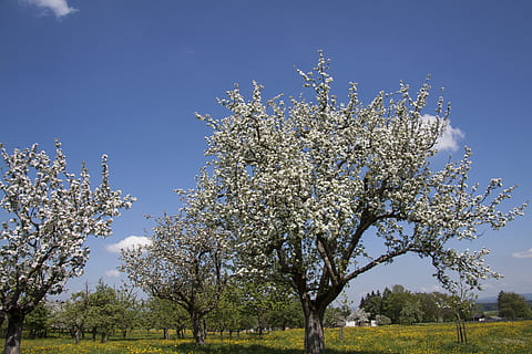 weiße Blumenbäume, Frühling, Sonnenschein, kann, Bäume, Obstbäume, Apfelbäume, Blumen, Natur, Landschaft, Grün, Wiese, Wolken, Himmel, Blau, Weiß, Pflanze, Baum, blühen, Blume, Schönheit in der Natur, Wachstum, blühende Pflanze, Frische, Zerbrechlichkeit, Obstbaum, Mandelbaum, keine Leute, klarer Himmel, Verletzlichkeit, Tag, Ast, draußen, Kirschblüte, 4K, CC0, gemeinfrei, lizenzfrei