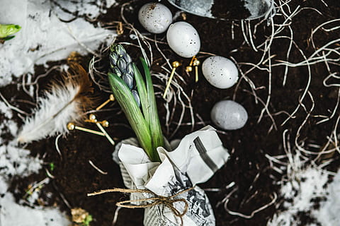 planting, seedlings, newspaper, covered, table, quail eggs, Woman, newspapers, plant, gardening, seedling, dirt, sapling, growth, growing, nature, food, freshness, vegetable, high angle view, close-up, no people, day, christmas decoration, egg, tree, white color, decoration, celebration, focus on foreground, fragility, animal nest, holiday, vulnerability, outdoors, 5K