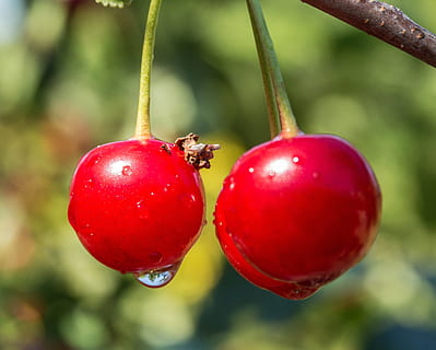 Sauerkirsche, Kirschen, Baum, Kirsche, Lebensmittel, sauer, Früchte, Obst, rot, Fokus auf den Vordergrund, Essen und Trinken, Nahansicht, Wachstum, gesundes Essen, Frische, Wohlbefinden, Pflanze, Natur, keine Leute, Tag, Pflanzenstamm, draußen, hängend, Tomate, grüne Farbe, reif, 5K, CC0, gemeinfrei, lizenzfrei