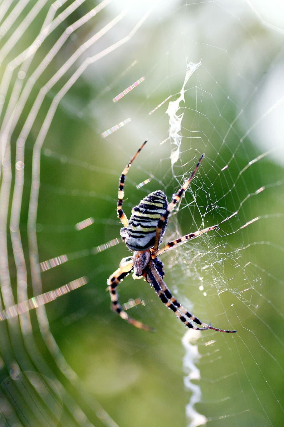 edderkop, insekt, lærred, tråd, natur, alsace, ben, edderkoppespind, et dyr, dyr ben, overlevelse, dyre temaer, arachnid, dyr, dyreliv, hvirvelløse, dyr i naturen, leddyr, skrøbelighed, tæt på, fokus på forgrunden, sårbarhed, dag, ingen mennesker, web, zoologi, udendørs, kompleksitet, 2K
