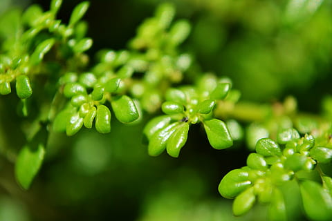 foglie verdi, foglie minuscole, micro piante, natura, verde, verdastro, fresco, luce del sole, Sri Lanka, Mawanella, ceylon, colore verde, freschezza, pianta, avvicinamento, foglia, macro, estate, primavera, rugiada, cibo, crescita, cibo e bevande, messa a fuoco selettiva, nessuno, bellezza nella natura, far cadere, verdura, mangiare sano, parte vegetale, giorno, all'aperto, agricoltura, primo piano estremo, 1080P, CC0, dominio pubblico, privo di copyright