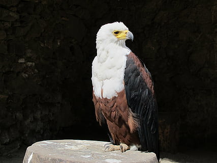 Orel bělohlavý, americký orel, orel, pták, fauna, zvíře, zvířat, jednoho zvířete, obratlovců, zvířata ve volné přírodě, dravý pták, prohlížení, nikdo, bílá barva, Příroda, den, detail, zaměřit se na popředí, orel - pták, Skála, dřevo - materiál, venku, zoo, černé pozadí, 2K, CC0, veřejná doména, bez autorských práv