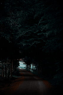 gray, road, forest, pathway between trees, dark, pathway, tress, photo, tree, nature, landscape, outdoors, woodland, no People, scenics, night, tranquil Scene, the way forward, direction, plant, tranquility, land, footpath, beauty in nature, dirt, diminishing perspective, growth, empty, treelined, 5K, CC0, public domain, royalty free