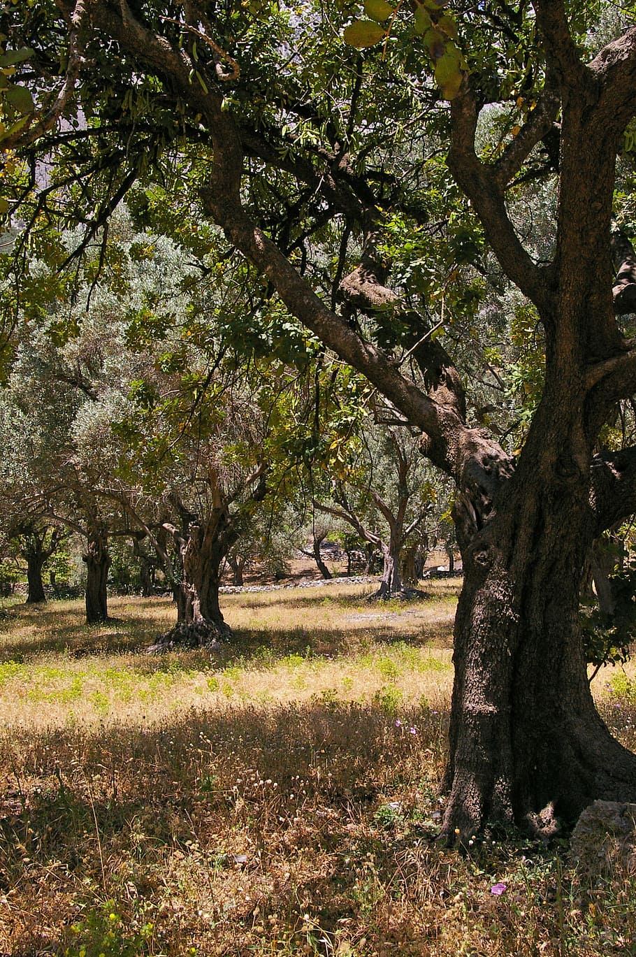 oliveres, vell, olivera, registre, fusta, olives, arbre, plantació, menjar, grassa, oli, cuina, saludable, nutrició, alimentació, prat, estiu, Grècia, samos, festa, calor, senderisme, herbes, fulles, planta, creixement, tronc, camp, tronc de l'arbre, terra, naturalesa, herba, bellesa a la natura, cap gent, tranquil·litat, dia, branca, a l'aire lliure, escenics - natura, paisatge, escena tranquil·la, parc, color verd, 2K