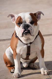 wit, bruin, bulldog, zittend, verdieping, bokser, knorrig, hond, dierenportret, buitenshuis, huisdier, portret, hoektand, zoogdier, huiselijk, huisdieren, één dier, gewerveld, focus op de voorgrond, geen mensen, witte kleur, dag, bevloering, detailopname, volledige lengte, Jack Russell Terrier, 5K, CC0, publiek domein, royaltyvrij