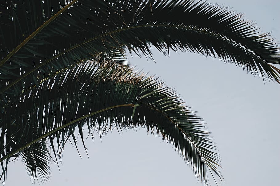 Palme, tagsüber, niedrig, Engelsblick, Baum, Ast, Blatt, tropisch, Pflanze, Palmblatt, tropisches Klima, Flachwinkelansicht, Himmel, Schönheit in der Natur, Wachstum, keine Leute, Natur, Ruhe, Pflanzenteil, Tag, grüne Farbe, draußen, Silhouette, Kofferraum, tropischer Baum, Kokospalme, 2K