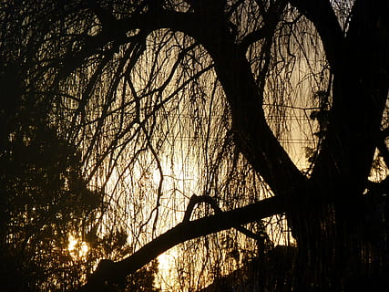 Sonnenuntergang, Trauerweide, Licht, Winter, Baum, Pflanze, Silhouette, Wald, Kofferraum, Ast, Baumstamm, Natur, keine Leute, Ruhe, kahler Baum, Land, draußen, Wachstum, Flachwinkelansicht, Himmel, Schönheit in der Natur, Sonnenlicht, Szenen - Natur, ruhige Szene, Baumkrone, 4K, CC0, gemeinfrei, lizenzfrei