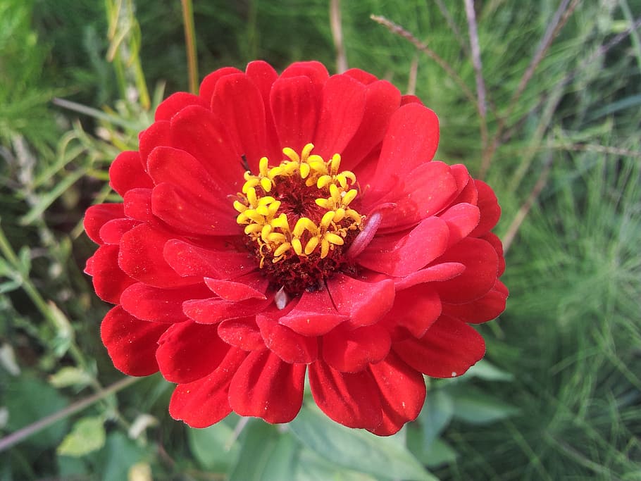 primavera, guaret, flors, floració, planta amb flors, flor, fragilitat, pètal, planta, vulnerabilitat, frescor, cap de flor, inflorescència, bellesa a la natura, creixement, primer pla, centrar-se en primer pla, vermell, zinnia, naturalesa, dia, pol·len, cap gent, 2K