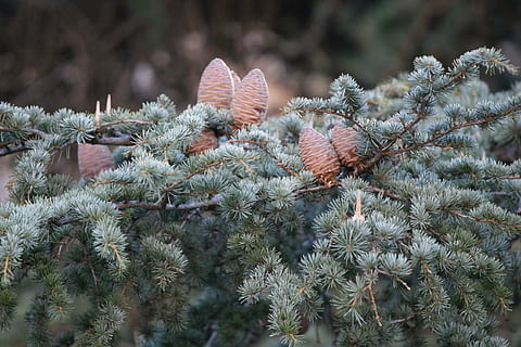 abacaxis, pinho, árvore, plantar, crescimento, natureza, inverno, beleza na natureza, temperatura fria, ninguém, dia, árvore conífera, cacto, planta suculenta, pinaceae, Pinheiro, fechar-se, tranquilidade, Pinha, foco seletivo, agulha - parte da planta, ao ar livre, árvore verde, 1080P, CC0, domínio público, royalty free