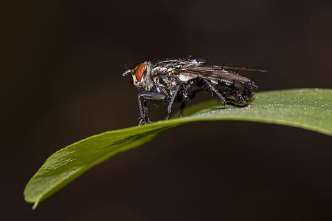fliegen, Makro, Insekt, schließen, Natur, Flügel, Tier, Stubenfliege, Insektenmakro, gemeine Stubenfliege, Tierthemen, wirbellos, Tierwelt, ein Tier, Tiere in freier Wildbahn, Pflanzenteil, Blatt, Nahansicht, keine Leute, grüne Farbe, Pflanze, draußen, Tierkörperteil, Studioaufnahme, selektiver Fokus, schwarzer Hintergrund, 2K, CC0, gemeinfrei, lizenzfrei
