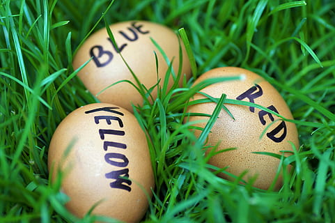 Ostern, Eier, Ostereier, Scherz, Eier färben, Osterzeit, Frühling, im Gras, Peitsche, die tradition von, lustig, Urlaub, Ei, Lebensmittel, Essen und Trinken, grüne Farbe, Nahansicht, Pflanze, Feier, Osterei, Gras, Natur, Text, keine Leute, westliche Schrift, Kunst und Handwerk, selektiver Fokus, Ferienveranstaltung, 5K, CC0, gemeinfrei, lizenzfrei