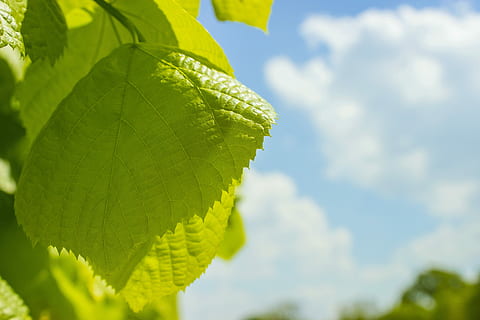 full, núvols, blanc, planta, cel, verd, estiu, fulles, naturalesa, color verd, creixement, bellesa a la natura, part de la planta, primer pla, dia, vista d’angle baix, cap gent, arbre, frescor, núvol - cel, llum solar, a l'aire lliure, vena de la fulla, tranquil·litat, enfocament selectiu, lluminós, 5K, CC0, domini públic, lliure de regalies