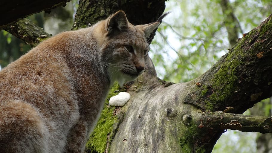 linx, gat salvatge, mamífer, animal, temes d'animals, arbre, fauna animal, animals a la natura, planta, vertebrats, un animal, cap gent, dia, branca, centrar-se en primer pla, naturalesa, tronc de l'arbre, a l'aire lliure, material de fusta, tronc, bosc, terra, 4K