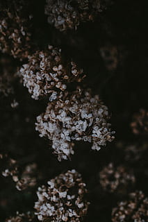 hydrangea mati, selektif, fotografi fokus, putih, ungu, bunga, hydrangea, mati, coklat, menanam, merapatkan, fokus selektif, alam, tidak ada orang, kesegaran, pertumbuhan, kerapuhan, tanaman berbunga, keindahan di alam, kerentanan, hari, fokus pada latar depan, di luar rumah, pohon, kepala bunga, hal berkembang, tampilan sudut tinggi, tanah, tanaman layu, lumut, 4K, CC0, domain publik, bebas royalti