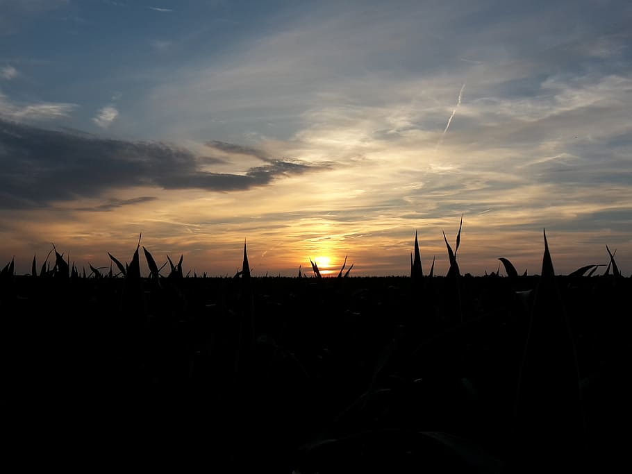 Sonne, Sonnenuntergang, Feld, Sommer-, Himmel, wolke - himmel, Szenen - Natur, Silhouette, Natur, Ruhe, Schönheit in der Natur, ruhige Szene, Umgebung, keine Leute, Landschaft, Land, draußen, Nicht-städtische Szene, orange Farbe, Dämmerung, idyllisch, 2K