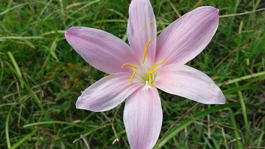 flor, porpra, hexadecimal, primavera, dies assolellats, planta amb flors, planta, frescor, vulnerabilitat, fragilitat, pètal, bellesa a la natura, inflorescència, cap de flor, creixement, primer pla, cap gent, naturalesa, pol·len, centrar-se en primer pla, color rosa, dia, lliri, 2K