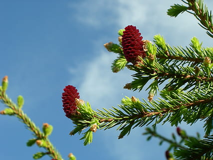 pinecones, เรียบร้อย, ของเรา, ต้นไม้, ธรรมชาติ, สาขา, ต้นไม้ต้นสน, ต้นสน, ต้นไม้เขียวชอุ่ม, ใบไม้, สีเขียว, ปลูก, ป่า, การเจริญเติบโต, ความงามในธรรมชาติ, ท้องฟ้า, ไม่มีคน, วัน, ใกล้ชิด, มุ่งเน้นไปที่เบื้องหน้า, มุมมองที่ต่ำ, กลางแจ้ง, ดอกไม้, ความสด, แสงแดด, สีแดง, ส่วนของพืช, 2K, CC0, โดเมนสาธารณะ, ค่าลิขสิทธิ์ฟรี