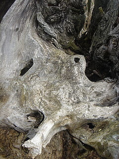 derrotat, vell, arbre, decaïment, fusta, cap gent, rock, aspre, naturalesa, rock - object, textura, sòlid, dia, planta, marc complet, tranquil·litat, formació de roca, tronc, primer pla, tronc de l'arbre, bellesa a la natura, patró natural, creixement, escena no urbana, a l'aire lliure, escorça, 1080P, CC0, domini públic, lliure de regalies