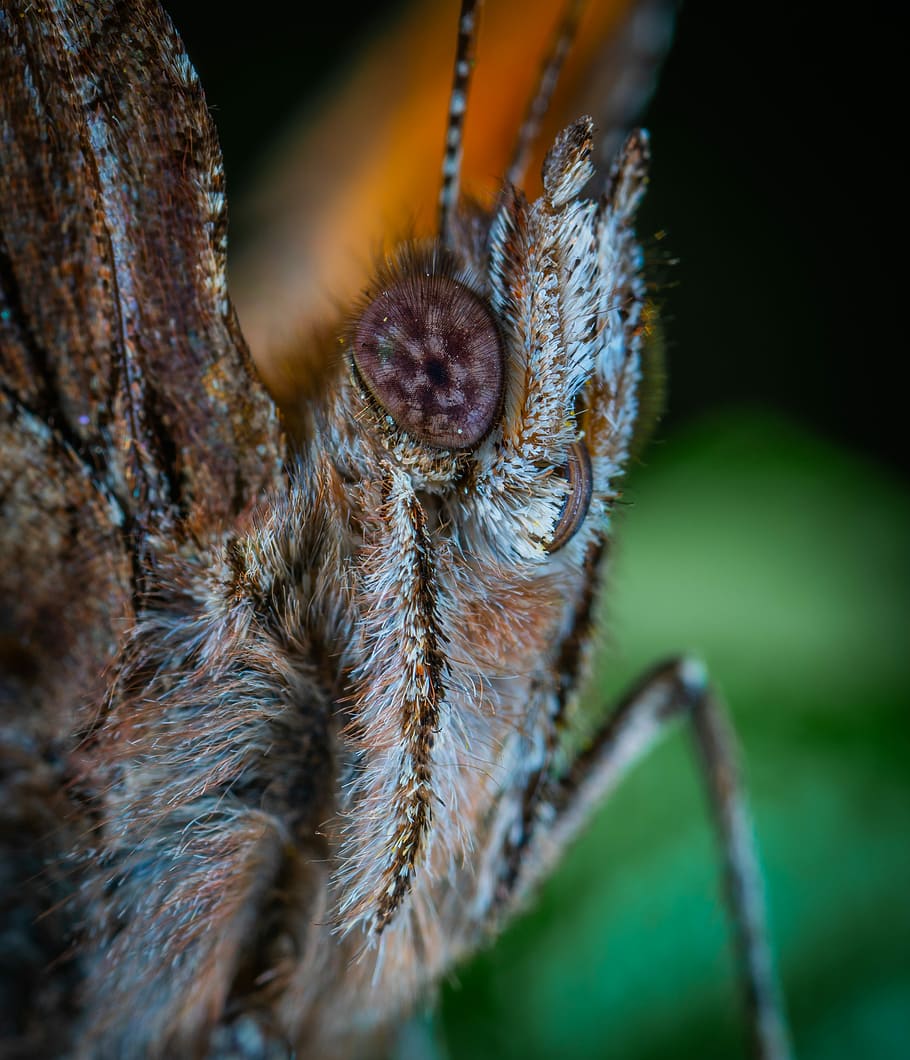 papallona, lepidòpters, macro, un animal, temes d'animals, fauna animal, animal, animals a la natura, primer pla, insecte, invertebrat, part del cos dels animals, naturalesa, primer pla extrem, cap gent, enfocament selectiu, ull, dia, ull d’animals, planta, a l'aire lliure, ala dels animals, cames d’animal, cap d’animals, papallona - insecte, 4K