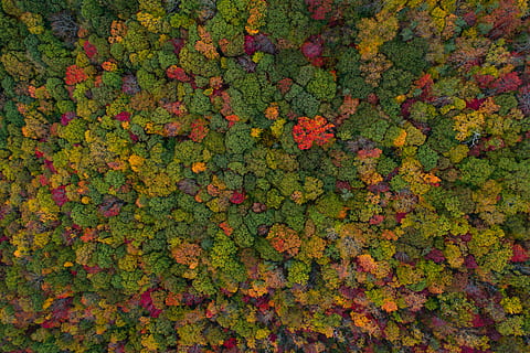 antenne, udsigt, grøn, Skov, sortfarvede blade, træer, skud, orange, rød, mønster, farve, fuld ramme, baggrunde, grøn farve, ingen mennesker, plante, multi farvet, skønhed i naturen, dag, natur, plante del, vækst, blad, lave om, efterår, overflod, udendørs, tæt på, friskhed, høj vinkel visning, blade, ahorn blad, 5K, CC0, offentligt domæne, royaltyfrie