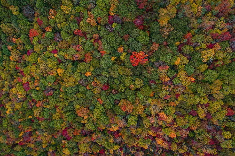 antenne, udsigt, grøn, Skov, sortfarvede blade, træer, skud, orange, rød, mønster, farve, fuld ramme, baggrunde, grøn farve, ingen mennesker, plante, multi farvet, skønhed i naturen, dag, natur, plante del, vækst, blad, lave om, efterår, overflod, udendørs, tæt på, friskhed, høj vinkel visning, blade, ahorn blad, 5K