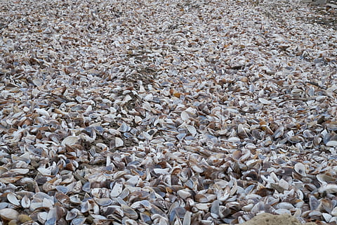 หอยแมลงภู่, Coquina, หอย, ชายหาด, ทะเลสาป, ทะเล, มหาสมุทร, วันหยุด, ชายฝั่ง, ไม่มีคน, ความอุดมสมบูรณ์, เต็มกรอบ, ภูมิหลัง, วัน, มุมมองมุมสูง, สัตว์, สัตว์ป่า, ที่ดิน, ธรรมชาติ, กลุ่มวัตถุขนาดใหญ่, กลุ่มสัตว์, ธีมสัตว์, สัตว์กลุ่มใหญ่, หิน, สัตว์ในป่า, กลางแจ้ง, น้ำ, กรวด, เรือเดินทะเล, 5K, CC0, โดเมนสาธารณะ, ค่าลิขสิทธิ์ฟรี