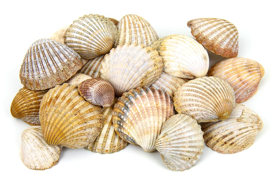 blanc, marró, petxines marines, fons, platja, col · lecció, aïllat, molts, marí, patró, pila, mar, petxina de mar, shell, textura, closca d’animals, marisc, tallar, menjar francès, natura morta, fons blanc, tir de l'estudi, cap gent, fauna animal, primer pla, menjar i beguda, animal, gran grup d'objectes, menjar, a l'interior, patró natural, elecció, variació, 4K
