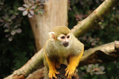 écureuil singe, singe, mignonne, mammifère, photographie de la faune, exotique, zoo, tiergarten, comme un capucin, parc du serengeti, thèmes animaux, animal, un animal, la faune des animaux, animaux à l'état sauvage, arbre, primate, plante, vertébré, branche, se concentrer sur le premier plan, la nature, forêt, personne, regardant, journée, regarder ailleurs, en plein air, 4K, CC0, domaine public, libre de droits