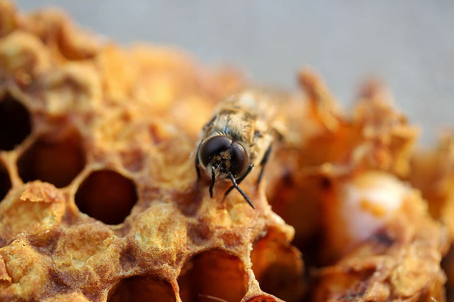 Favo, schiudere, piccolo, miele, Ape, sempre, alveare, cera d'api, apicoltore, apicoltura, vicino, temi animali, animale, fauna selvatica, invertebrato, insetto, animali allo stato selvatico, un animale, avvicinamento, natura, nessuno, messa a fuoco selettiva, concentrarsi sulle conoscenze acquisite, giorno, all'aperto, macro, cibo, cibo e bevande, occhio animale, 5K