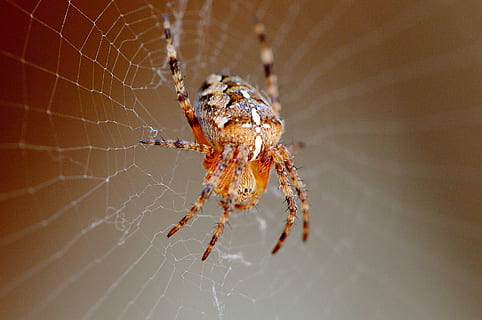 aranya, insecte, tancar, teranyina, animal, naturalesa, xarxa, aràcnids, primer pla, fantasmal, vida salvatge, macro, temes d'animals, un animal, artròpode, invertebrat, fragilitat, animals a la natura, fauna animal, vulnerabilitat, cap gent, zoologia, cames d’animal, centrar-se en primer pla, part del cos dels animals, a l'aire lliure, verinós, 2K, CC0, domini públic, lliure de regalies