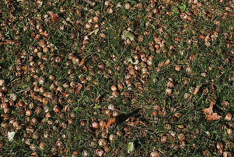 gla, herba, nou, shell, marró, llavor, terra, camp, vista d’angle alt, marc complet, planta, naturalesa, cap gent, dia, fons, menjar i beguda, a l'aire lliure, creixement, full, part de la planta, abundància, menjar, sec, gran grup d'objectes, bellesa a la natura, 720P, CC0, domini públic, lliure de regalies
